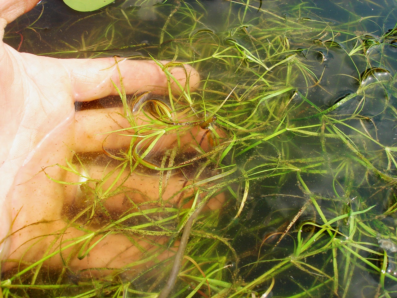 Submersed Aquatic Plants Outdoor Alabama
